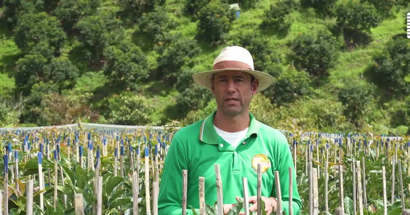 Lote de árboles con tutorado