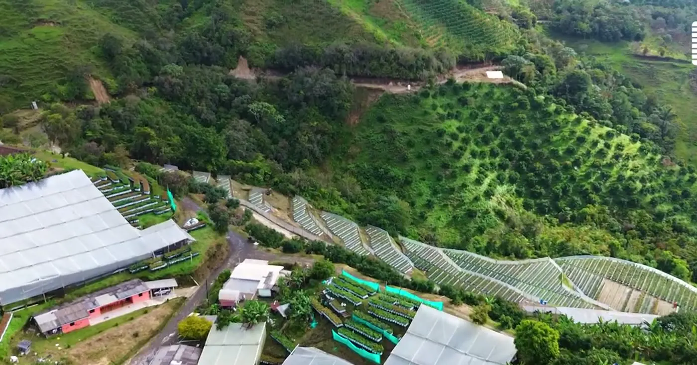 Vista aérea de huertas de aguacate y vivero